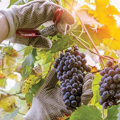 Viticulteur Domaines Petit