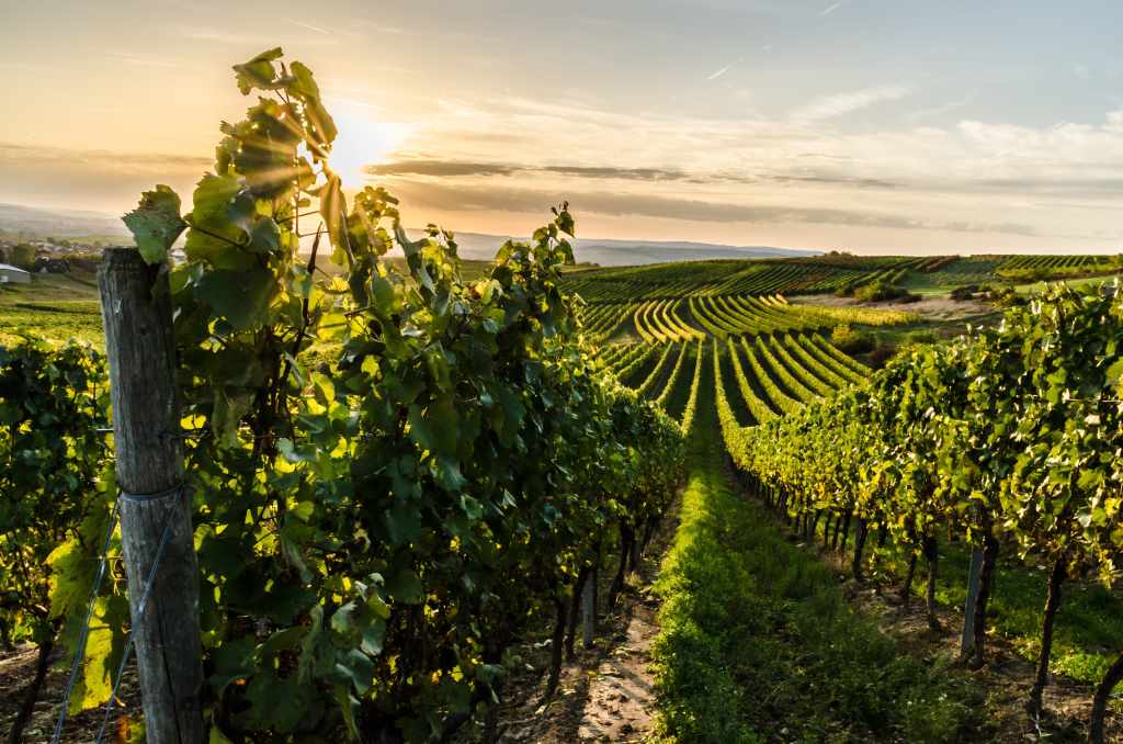 Vignoble